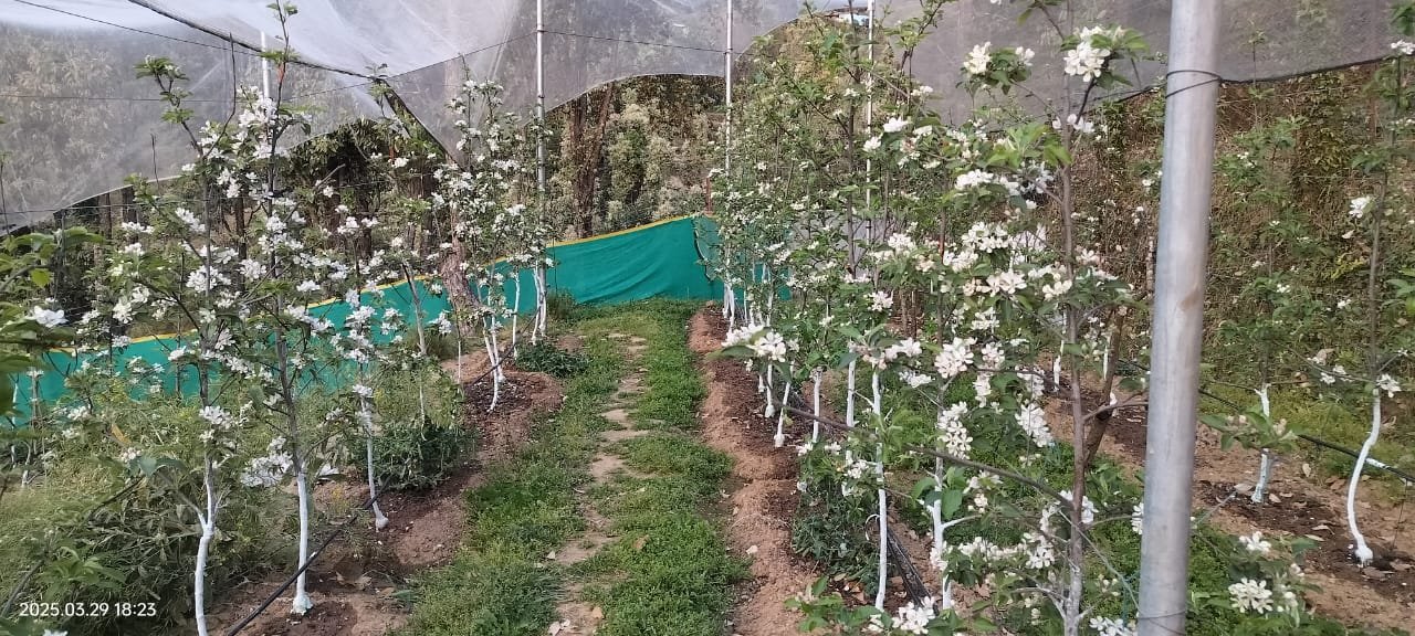 चम्पावत के कमल गिरी से लीजिए स्वरोजगार की प्रेरणा