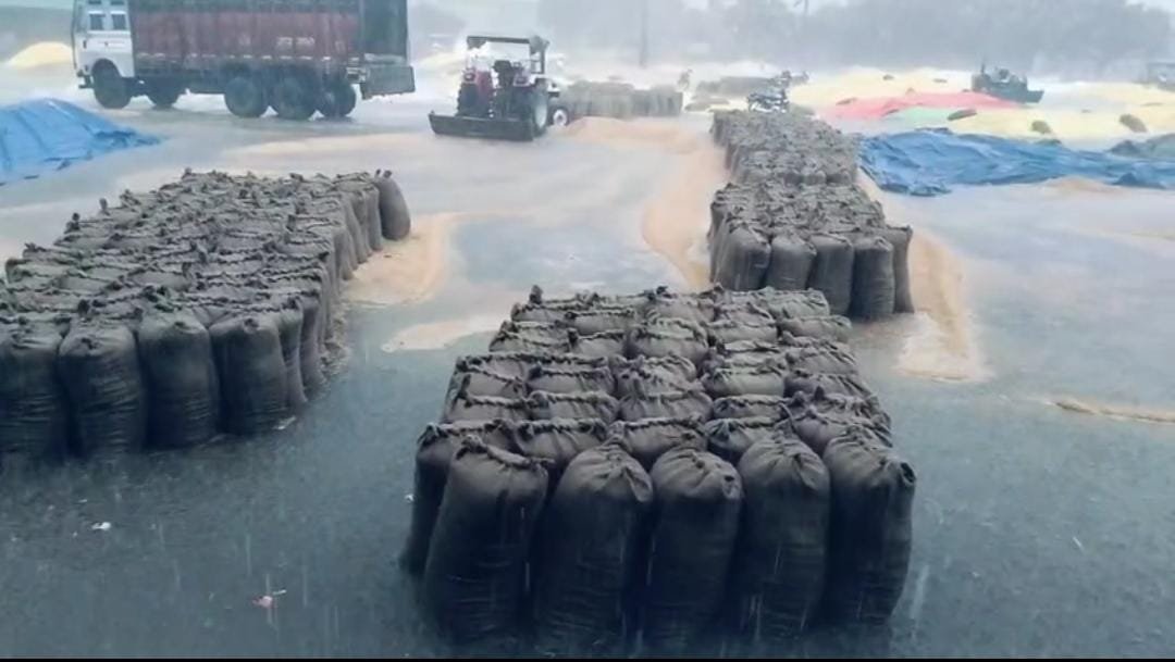 किच्छा में मौसम विभाग की भविष्यवाणी सच, तेज बारिश से फसलों को भारी नुकसान