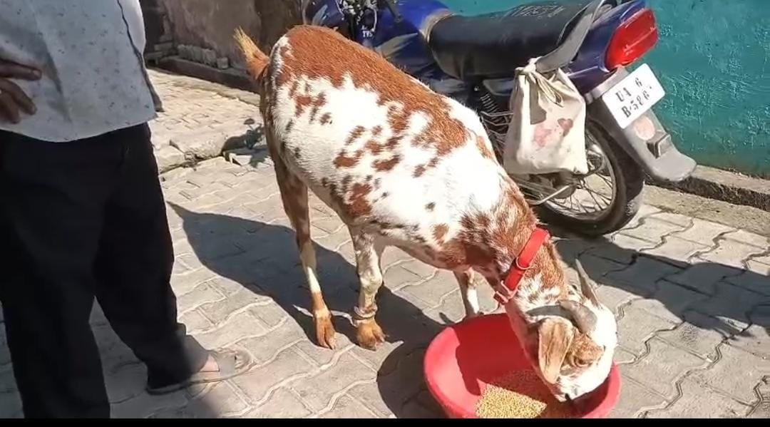 उधम सिंह नगर में कुदरत का करिश्मा! बकरे के शरीर पर दिखे ‘अल्लाह’ ‘मुहम्मद’ और ‘786’ के निशान…..