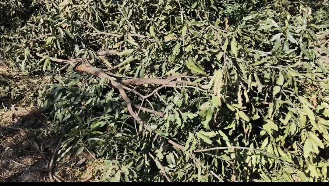 कल्याणपुर और प्रतीतपुर में अवैध कटाई का खेल: आम के पेड़ काटकर प्लॉटिंग, प्रशासन पर लग रहे सवाल